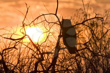 Great Horned Owl at sunset Saskatchewan Canada