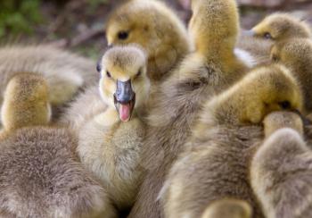 Canada Goose Chicks Saskatchewan