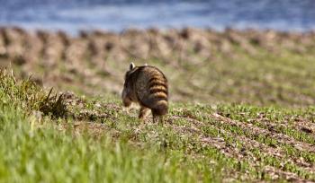 Racoon Walking on Farmland Saskatchewan