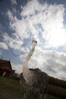 Osterich at farm setting large bird Saskatchewan Canada