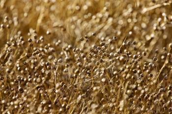 Ripe Flax Saskatchewan Canada seed close Agriculture