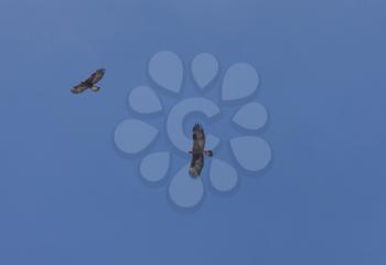 golden Eagles in Flight Saskatchewan Canada Sky