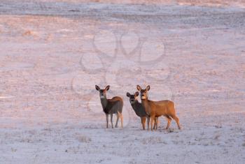 Deer in winter in Saskatchewan Canada scenic