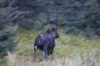 Panned Image of Cow Moose Manitoba Canada
