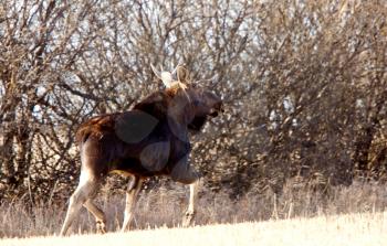 Young Bull Moose running in prairie field