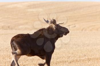 Young Bull Moose running in prairie field