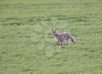 Coyote running through field