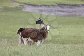Lama in Saskatchewan field