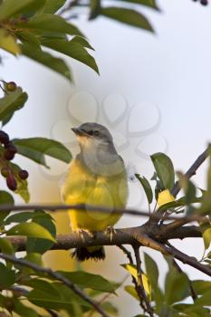 Western Kingbird perched in tree