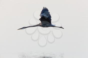 Great Blue Heron  flying over Florida waters