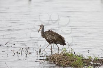 Young wading bird in Florida waters