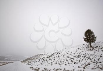 Yellowstone Park Wyoming Winter Snow
