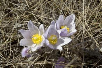 Spring Time Crocus Flower