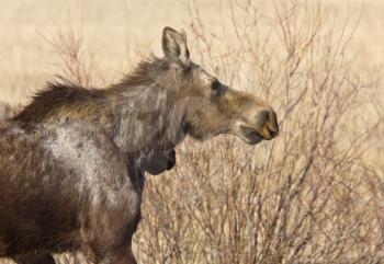 Moose Cow and Calf Saskatchewan Canada