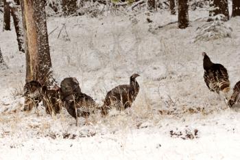 Wild Turkey in winter
