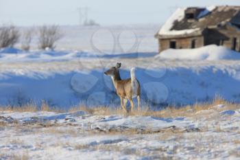 White Tail Deer in Winter Canada
