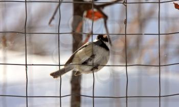 Chickadee in Winter Canada