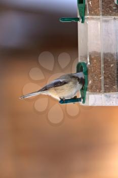 Chickadee in Winter Canada