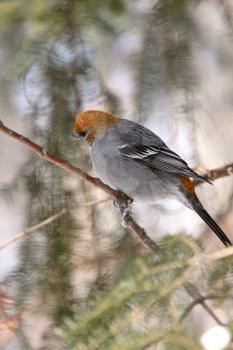 Pine Grosbeak in Winter