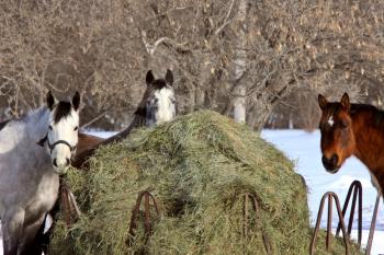 Horses in Winter Storm