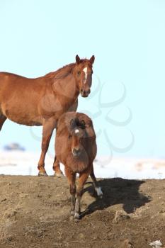 Equestrian Stock Photo