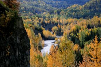 Autumn colored Aspens along British Columbia river
