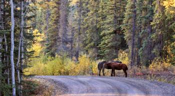 Range horses along British Columbia road