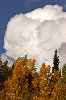 Cumulonimbus cloud over British Columbia forest