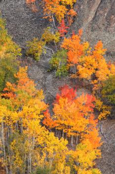 Autumn trees along British Columbia mountainside