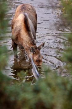 Cow moose drinking from Yukon stream