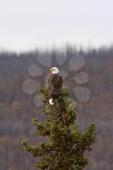 Eagle perched at top of pine tree in British Columbia