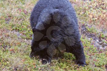 Black Bear along British Columbia highway