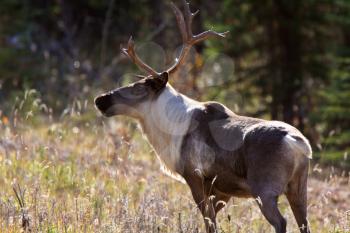 Woodland Caribou along Alaska Highway in British Columbia