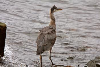 Great Blue Heron on rock at Prince Rupert seaside