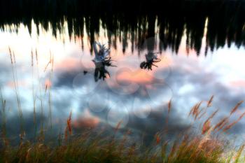 Reflections off mountain pond in British Columbia