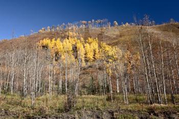 Aspen trees on hillside in British Columbia autumn