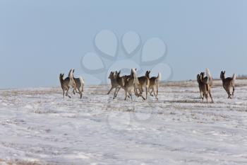 Deer in Winter Canada