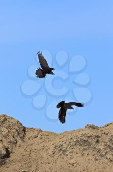 Raven in Flight Canada