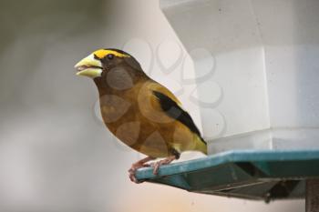 Male Evening Grosbeak