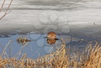 Musk Rat on Ice Winter Canada