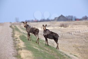 Cow and Calf Moose in Prairie Saskatchewan Canada