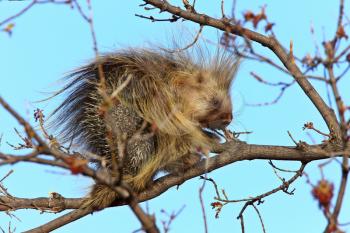 Porcupine in tree Saskatchewan Canada