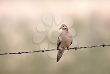Mourning Dove on Barbed Wire Saskatchewan Canada