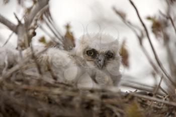 Great Horned Owl Babies in Nest