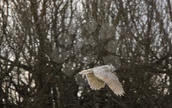 Great Horned Owl in Flight Saskatchewan Canada