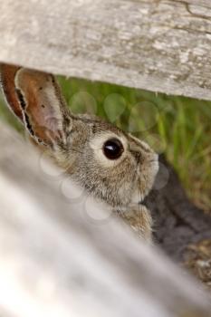 Bush Rabbit Bunny Saskatchewan Canada