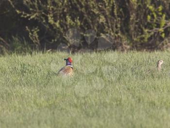 Ring Necked Pheasant Male and Female in Field Saskatchewan