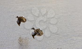 blue winged teal ducks in fight Canada