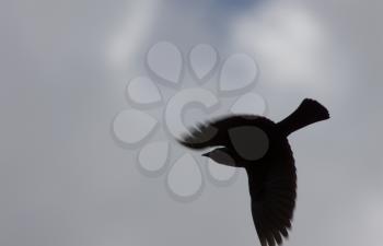 Silhouette of Crow in Flight