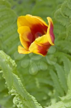 Yellow and Orange Tulip Flower